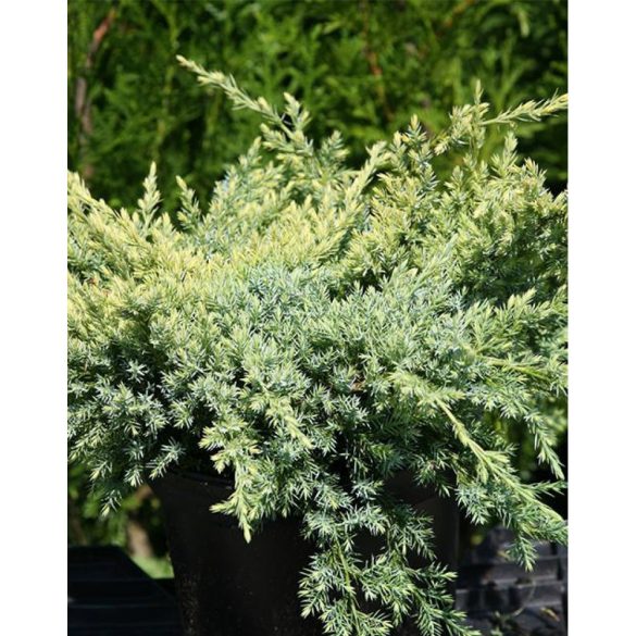 Juniperus squamata 'Holger' -  Himalaya-Zwergwacholder