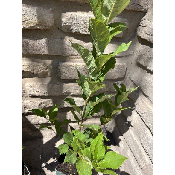 Prunus padus - Traubenkirsche