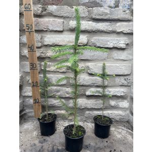 Fichte, Rottanne - Picea