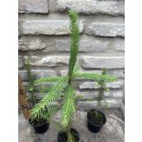 Fichte, Rottanne - Picea