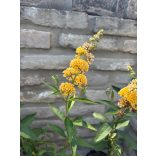 Buddleja weyeriana 'Sungold' - Schmetterlingsbäume