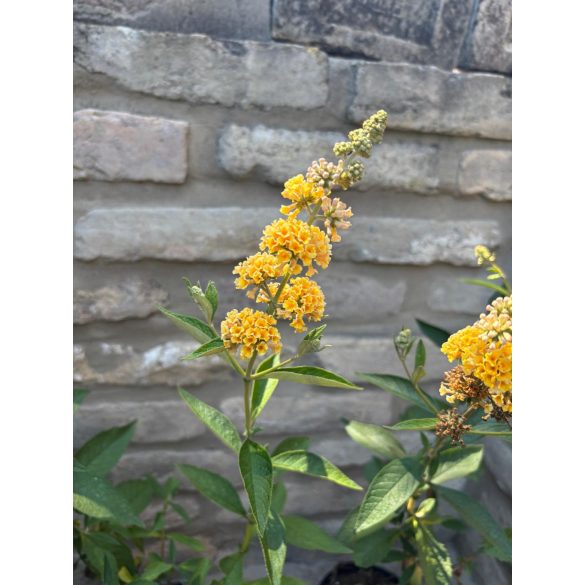 Buddleja weyeriana 'Sungold' - Schmetterlingsbäume