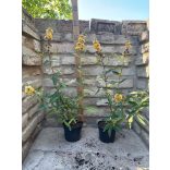 Buddleja weyeriana 'Sungold' - Schmetterlingsbäume