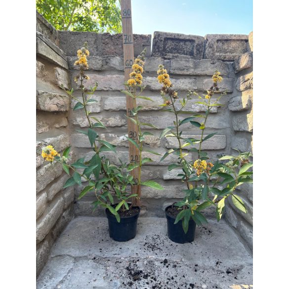 Buddleja weyeriana 'Sungold' - Schmetterlingsbäume