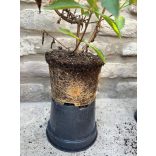 Buddleja weyeriana 'Sungold' - Schmetterlingsbäume