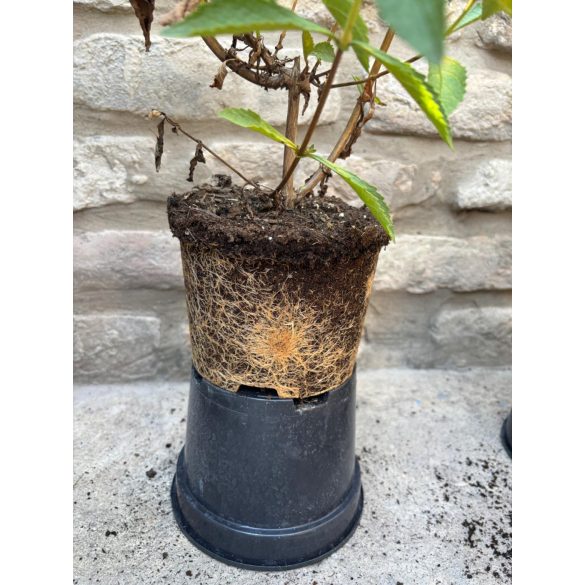 Buddleja weyeriana 'Sungold' - Schmetterlingsbäume