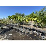 Catalpa bignonioides 'Nana' - Kugel-Catalpa