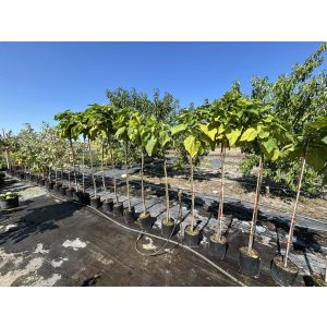 Catalpa bignonioides 'Nana' - Kugel-Catalpa