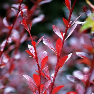 Berberis thunbergii 'Red Chief' - japanische Berberitze