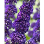 Buddleia davidii - Lila - Sommerflieder, Schmetterlingsstrauch, Schmetterlingsflieder –  „Black Knight” 