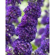   Buddleia davidii - Lila - Sommerflieder, Schmetterlingsstrauch, Schmetterlingsflieder –  „Black Knight” 