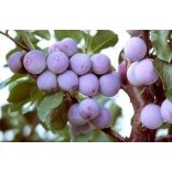 Zwetschke, Pflaume – Ringlotte – ‘Graf Althans Reneklode’ – Prunus domestica