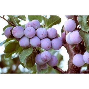 Zwetschke, Pflaume – Ringlotte – ‘Graf Althans Reneklode’ – Prunus domestica