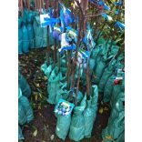 Zwetschke, Pflaume – Ringlotte – ‘Graf Althans Reneklode’ – Prunus domestica