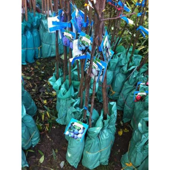 Zwetschke, Pflaume – Ringlotte – ‘Graf Althans Reneklode’ – Prunus domestica