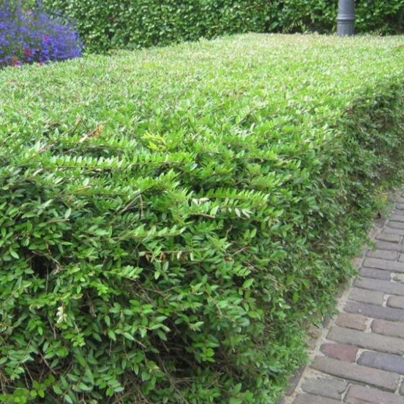 Ligustrum vulgare 'Lodense' - Liguster