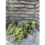 Hedera helix – Gelb – Efeu