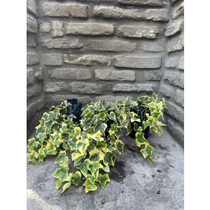 Hedera helix – Gelb – Efeu