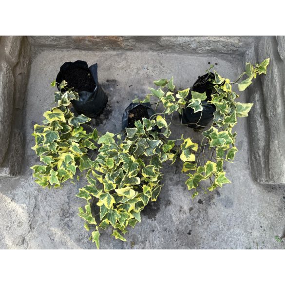 Hedera helix – Gelb – Efeu