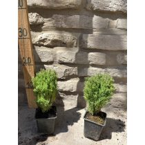   Kuschel-Lebensbaum / Lebensbaum – Thuja Occidentalis “Teddy”