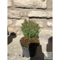   Kuschel-Lebensbaum / Lebensbaum – Thuja Occidentalis “Teddy”