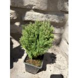 Kuschel-Lebensbaum / Lebensbaum – Thuja Occidentalis “Teddy”