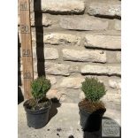 Kuschel-Lebensbaum / Lebensbaum – Thuja Occidentalis “Teddy”