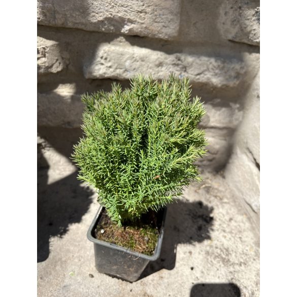 Kuschel-Lebensbaum / Lebensbaum – Thuja Occidentalis “Teddy”