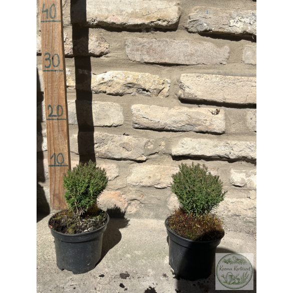 Kuschel-Lebensbaum / Lebensbaum – Thuja Occidentalis “Teddy”