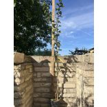 Mispel – großfrüchtig – Echte Mispel – Szenteser Rose – Mespilus germanica