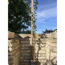   Mispel – großfrüchtig – Echte Mispel – Szenteser Rose – Mespilus germanica