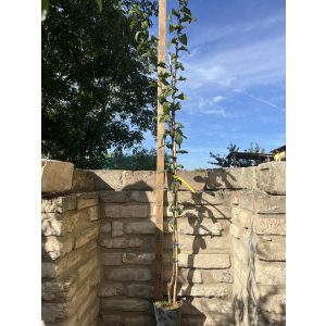 Mispel – großfrüchtig – Echte Mispel – Szenteser Rose – Mespilus germanica