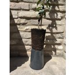 Mispel – großfrüchtig – Echte Mispel – Szenteser Rose – Mespilus germanica