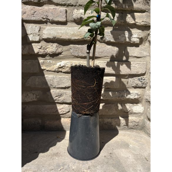 Mispel – großfrüchtig – Echte Mispel – Szenteser Rose – Mespilus germanica