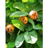 Mispel – großfrüchtig – Echte Mispel – Szenteser Rose – Mespilus germanica