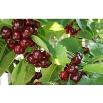 Süßkirsche – Van – Prunus subg. Cerasus