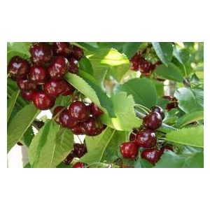 Süßkirsche – Van – Prunus subg. Cerasus