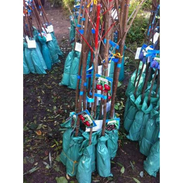 Süßkirsche – Van – Prunus subg. Cerasus