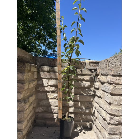 Winterbirne – Packhams Triumph – Pyrus – im Container