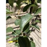 Winterbirne – Packhams Triumph – Pyrus – im Container