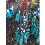 Süßkirsche – Bigarreau Burlat – Prunus subg. Cerasus