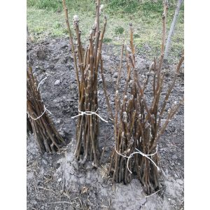 Walnuss Alsoszentivaner 117 Veredelung – Juglans