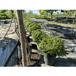 Heckenmyrthe – Hecke, Sträucher – Lonicera nitida