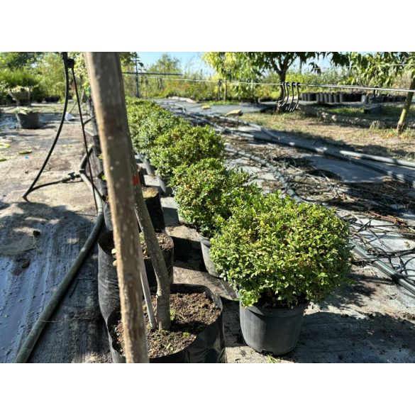 Heckenmyrthe – Hecke, Sträucher – Lonicera nitida