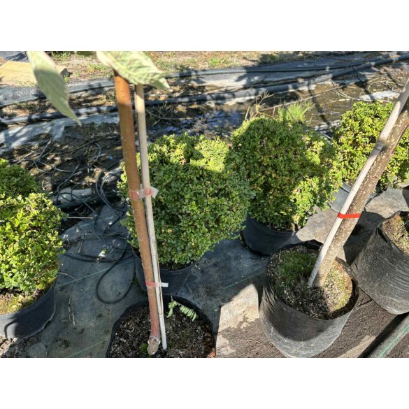 Heckenmyrthe – Hecke, Sträucher – Lonicera nitida