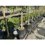 Heckenmyrthe – Hecke, Sträucher – Lonicera nitida