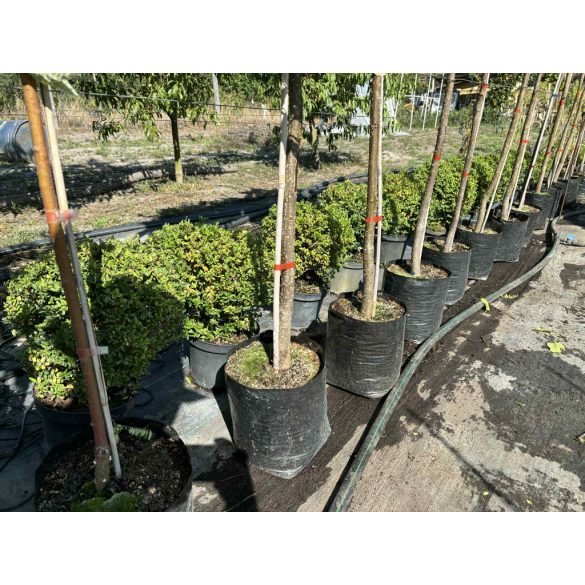 Heckenmyrthe – Hecke, Sträucher – Lonicera nitida