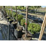 Heckenmyrthe – Hecke, Sträucher – Lonicera nitida