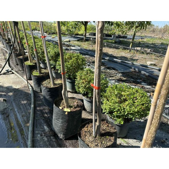 Heckenmyrthe – Hecke, Sträucher – Lonicera nitida