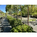 Heckenmyrthe – Hecke, Sträucher – Lonicera nitida